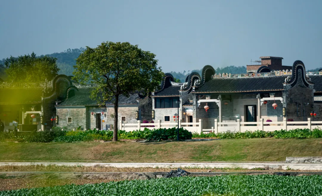 1736231315859066.jpg 1736231306765.jpg